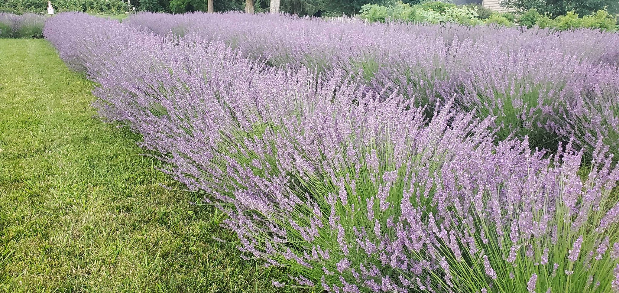 Lavender Bush