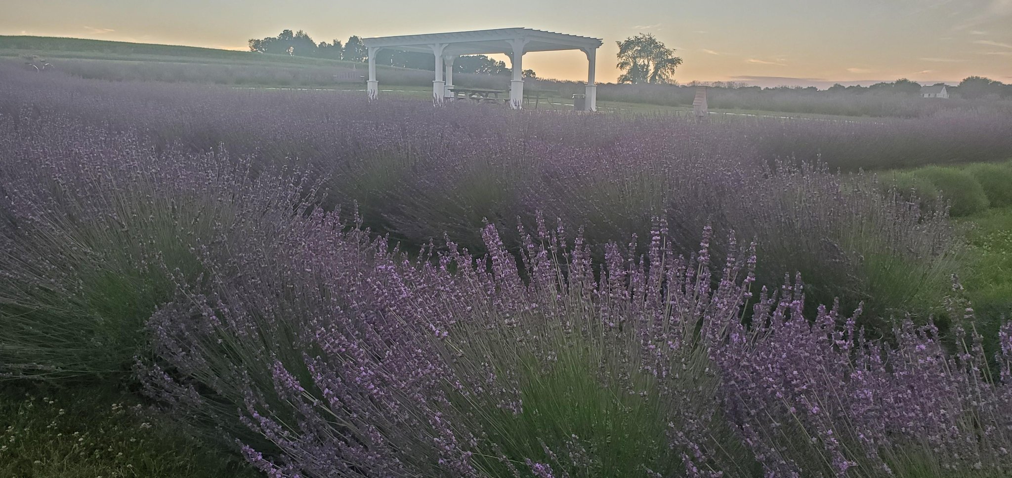 Lavender Field